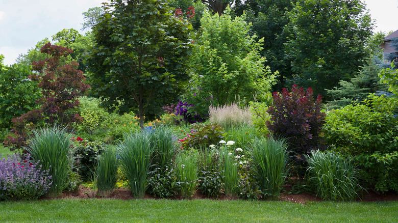 Prairie smoke flowers garden