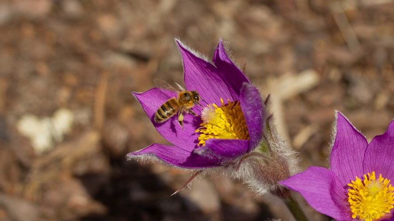 bee in pasqueflower