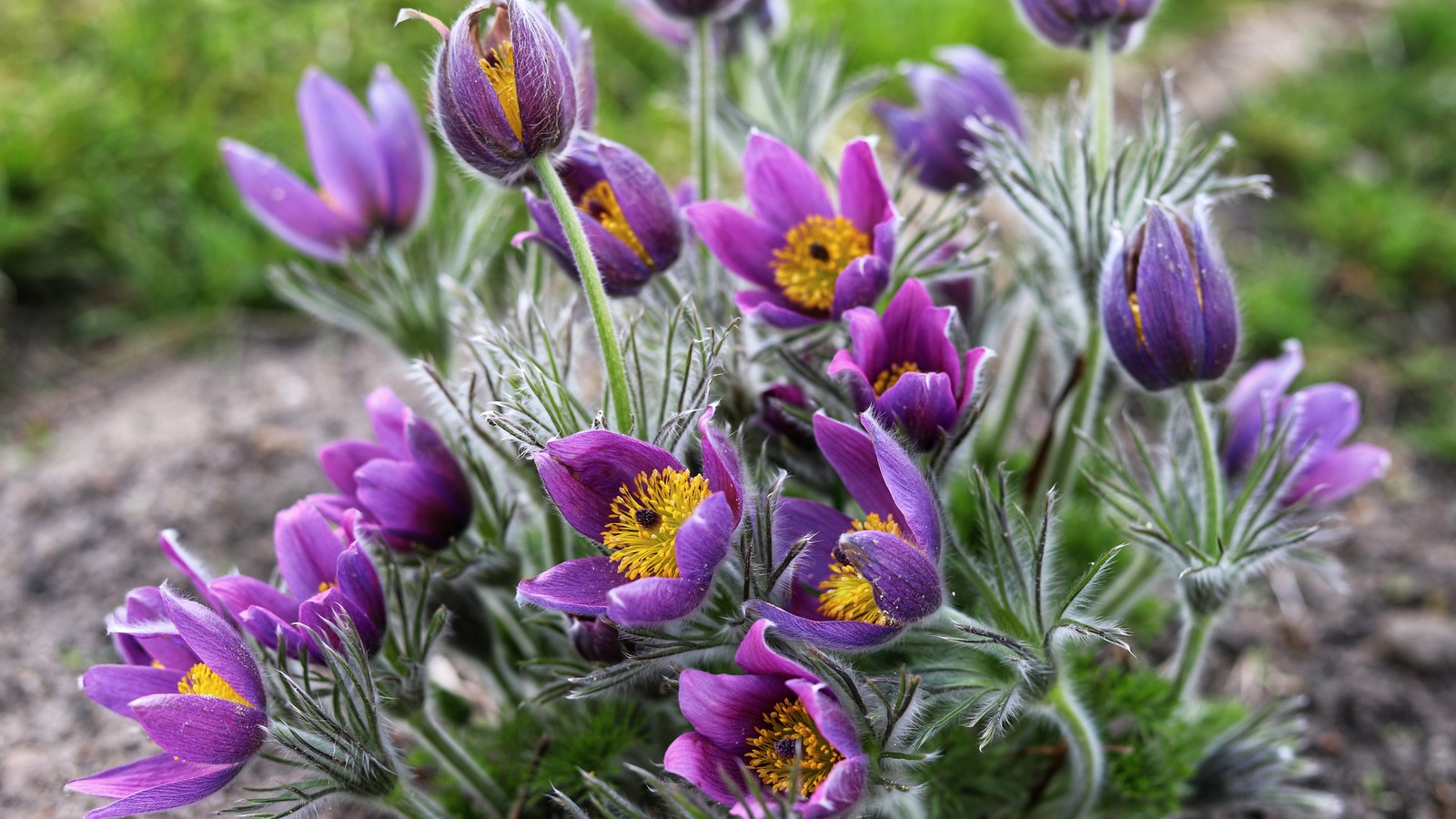 Tips For Growing Stunning Pasqueflowers To Add A Splash Of Purple To ...