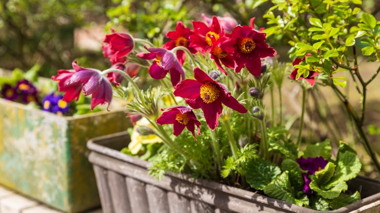 red pasqueflowers in container