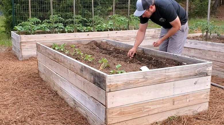 Planting okra seeds in planter