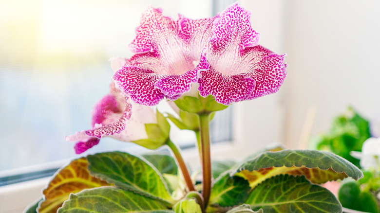 Sinningia speciosa gloxinia on windowsill