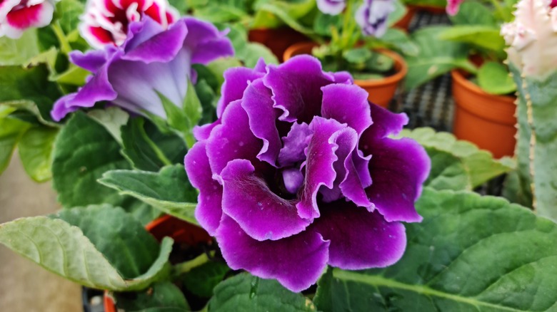 Sinningia speciosa purple gloxinia