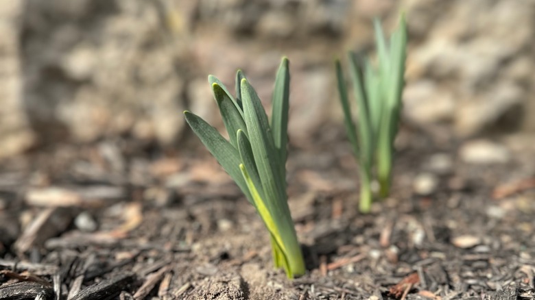 iris seedlings sprouting from soil