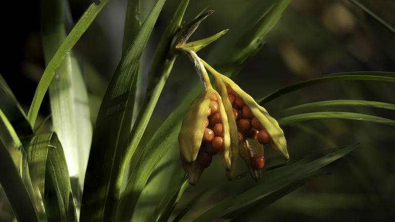 iris seeds hanging from stem