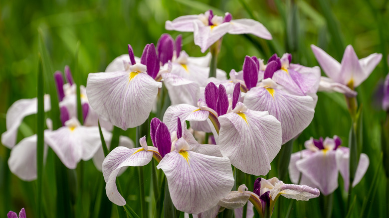 purple irises in a field