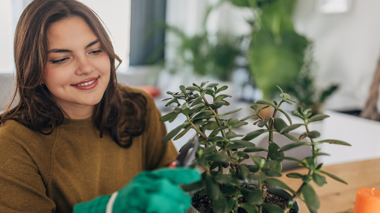 A woman wearing a gardening glove caring for a jade plant