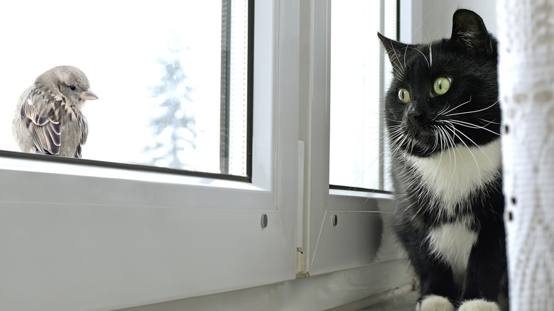 Cat watching bird through window