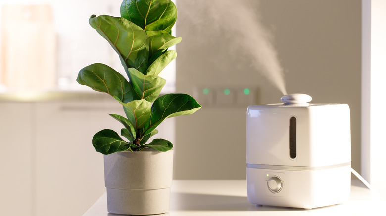 Fiddle leaf fig with humidifier 