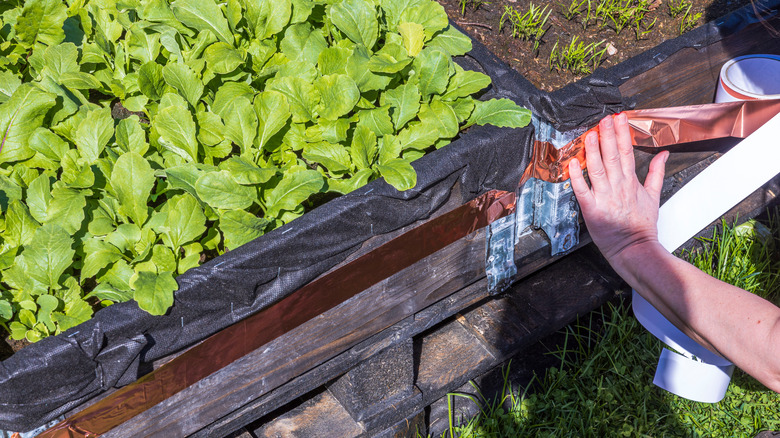 Applying copper tape to garden