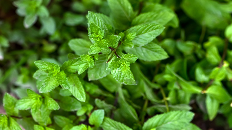 Mint leaves close up