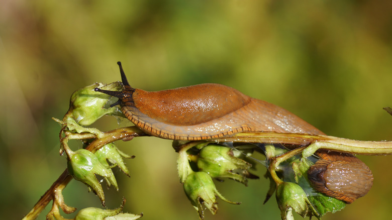 Slug on a leaf