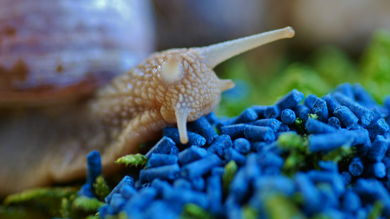 Slug eating slug pellets