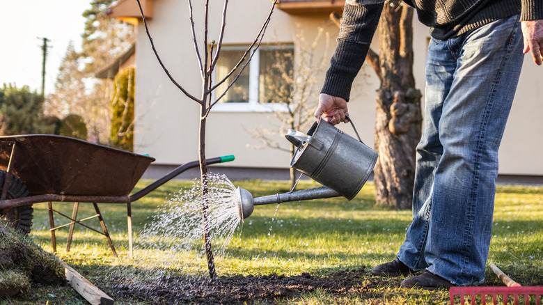 Person watering garden