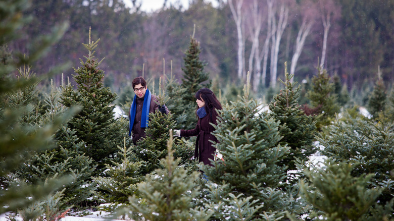 couple among Christmas trees