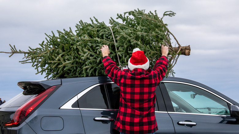 Person loading Christmas tree