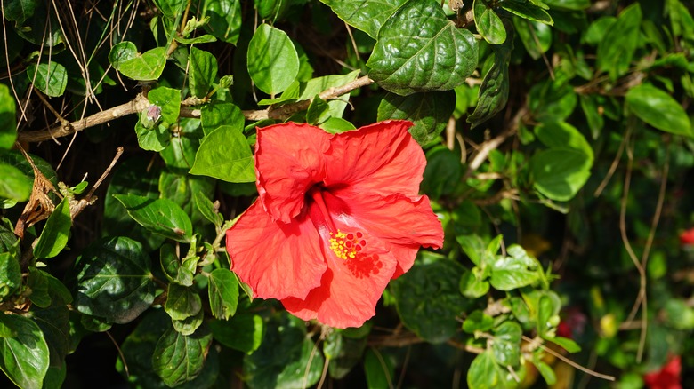 hibiscus plant with red flower