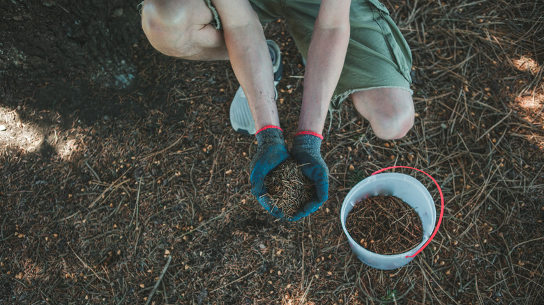 hands cupping mulch