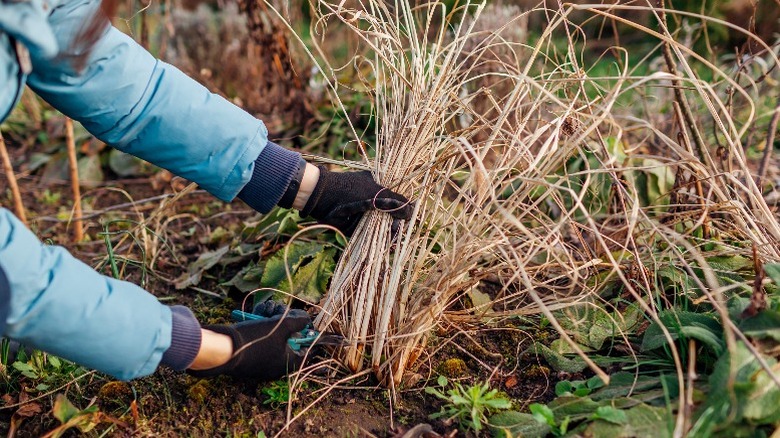 A person cutting back ornamental grasses down to the soil.