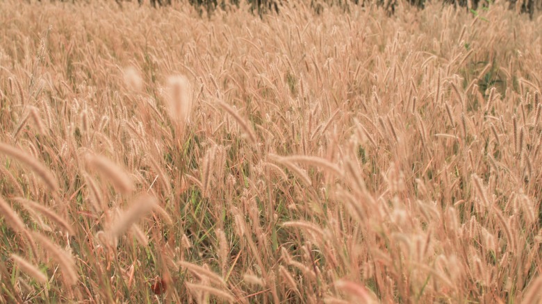 Several patches of Japanese silver grass, considered an invasive ornamental grass.