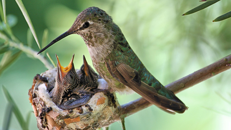 nesting hummingbird with hatchlings