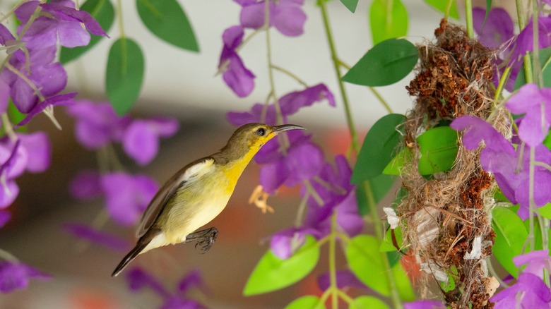 female hummingbird building a nest