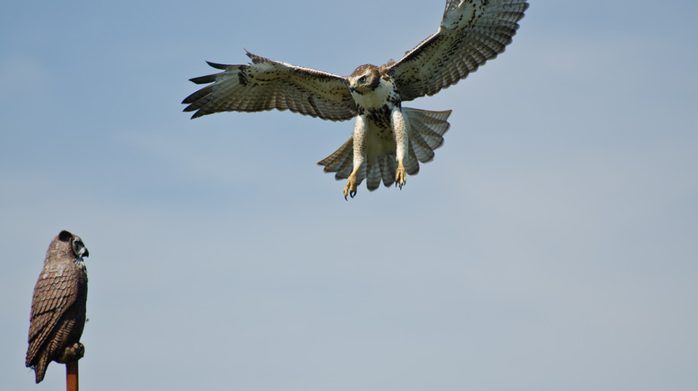 bird decoy scaring off hawk