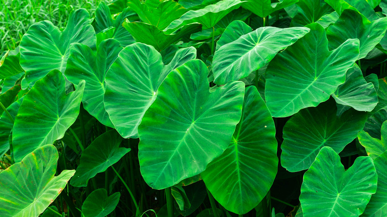 green elephant ear leaves