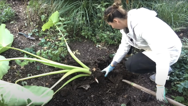 digging up elephant ear bulb