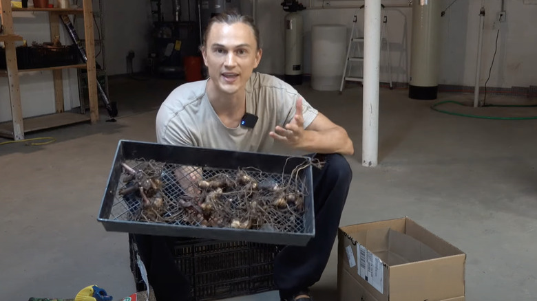 person holding dried tubers