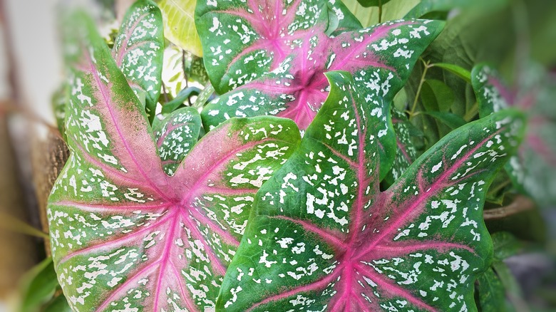 two-colored caladium leaves in a garden