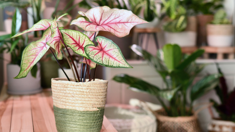 caladium potted indoors on a wooden table