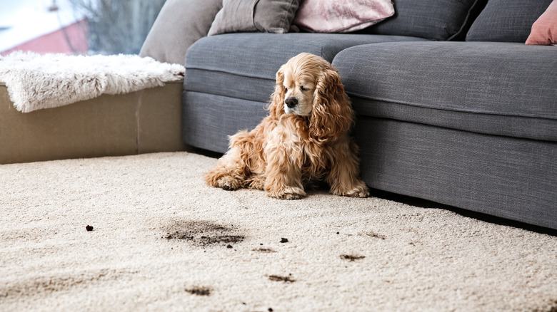 Dog on dirty carpet