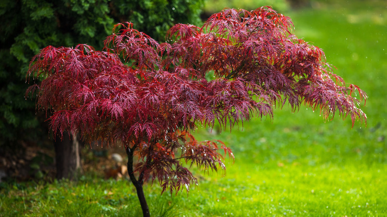 A 'Bloodgood' maple tree in a yard