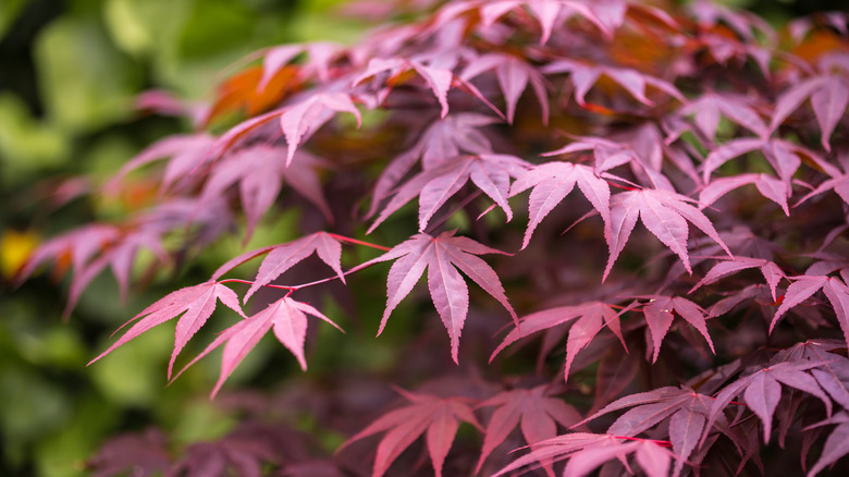 A closeup of bloodgood maple tree leaves