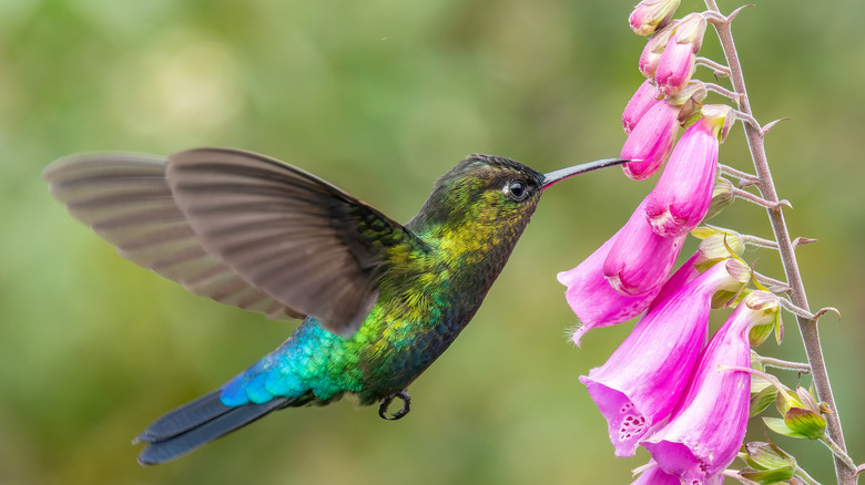 A hummingbird feeds on flower nectar.