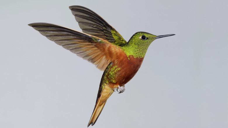 Hummingbird in flight