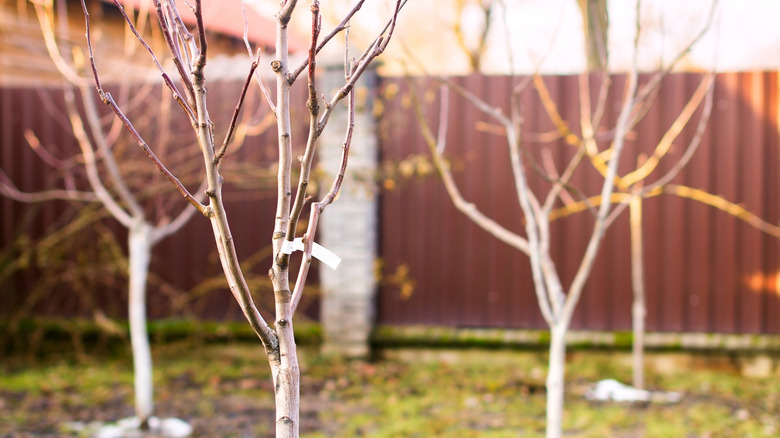 Young bare trees standing in garden