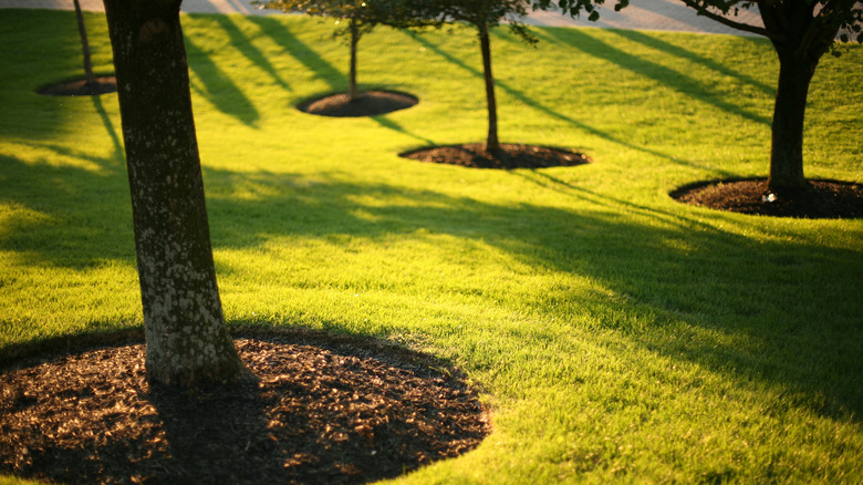 Mulch surrounding trees in a green lawn