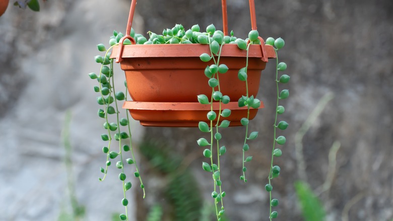 string of pearls hanging plant