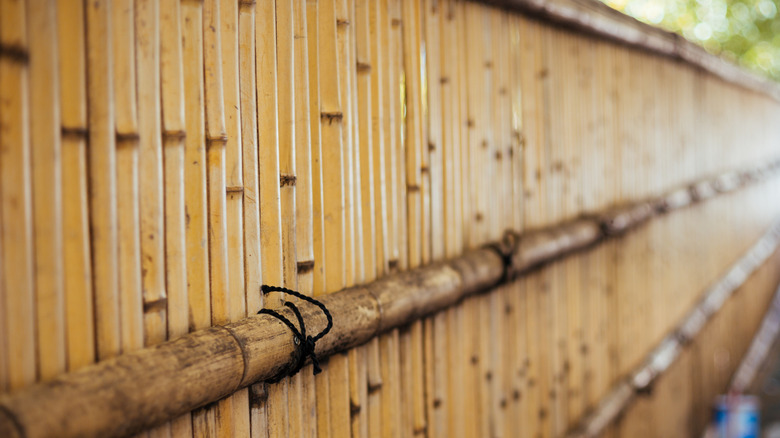 bamboo screen in close focus