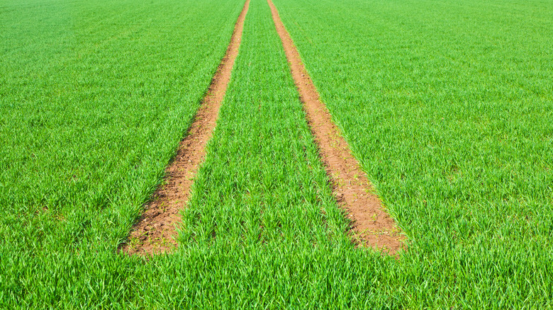 Grass with tire marks