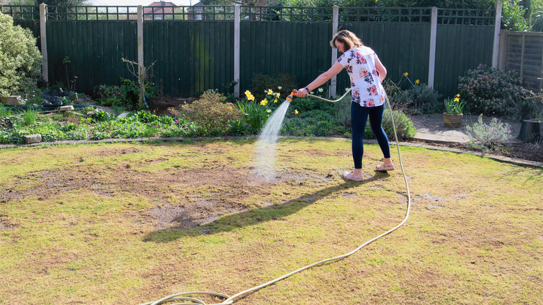 Reseeding and watering the lawn