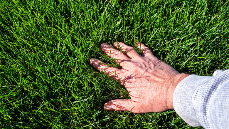 Hand inspecting fescue grass