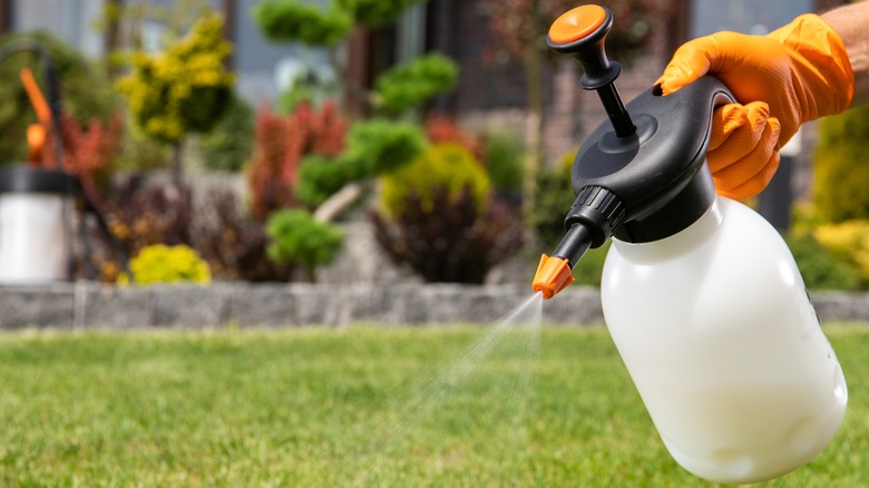 Applying pesticide on lawn