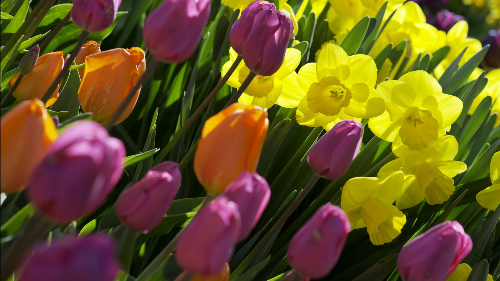 Tips For Saving Your Spring Bulbs Once The Flowers Have Bloomed