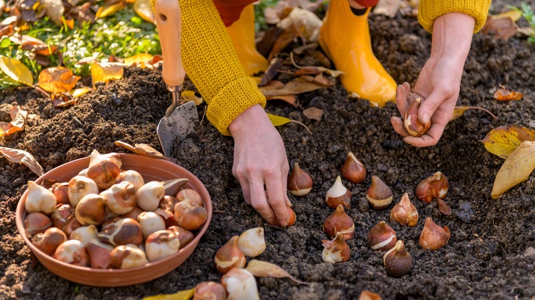 planting bulbs in autumn