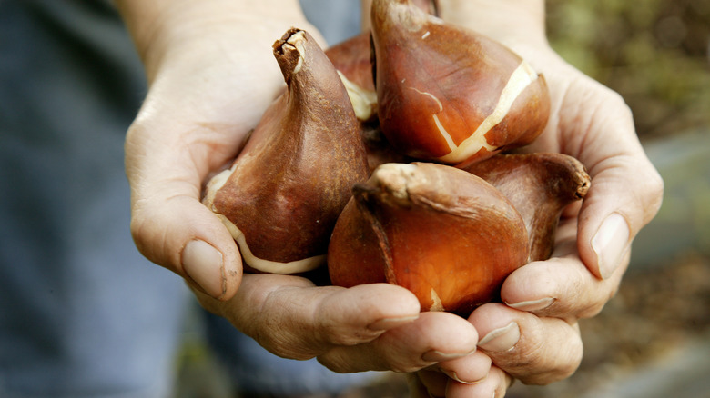 hands holding bulbs