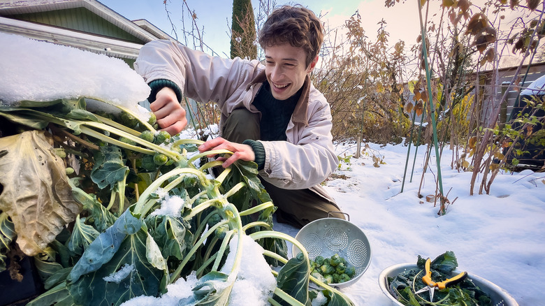 gardener harvesting vegetables in snow