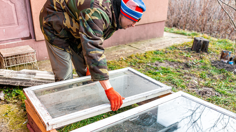 Gardener building a cold frame